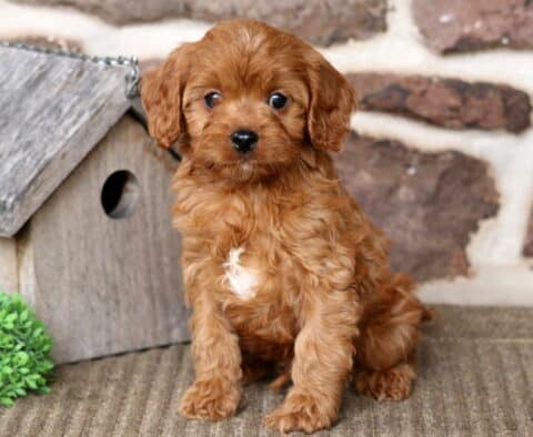 Aspen Cavapoo