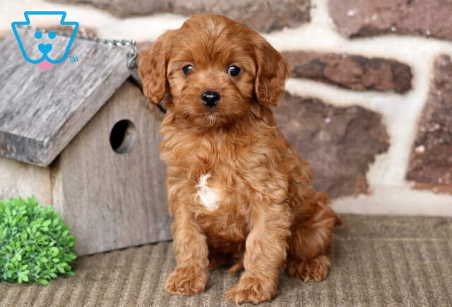 Aspen Cavapoo image