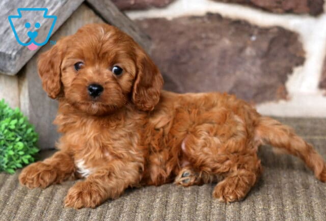 Aspen Cavapoo2 image