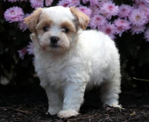 Cute Shihpoo puppy with fluffy white fur and tan markings on its ears standing on mulch in front of pink flowers, looking attentively at the camera.