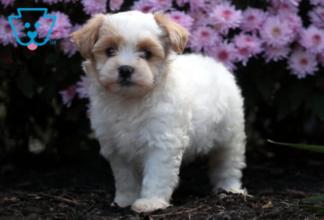Cute Shihpoo puppy with fluffy white fur and tan markings on its ears standing on mulch in front of pink flowers, looking attentively at the camera. image