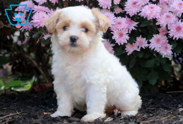 Fluffy white and tan Shihpoo puppy sitting on dark mulch in front of blooming pink flowers, looking softly toward the camera. image