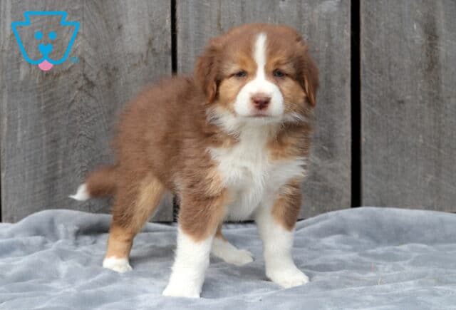 Adorable red tri Australian Shepherd puppy standing on a gray blanket with a wooden wall backdrop, showing a fluffy reddish-brown coat with white paws, chest, and a white stripe down its face. image