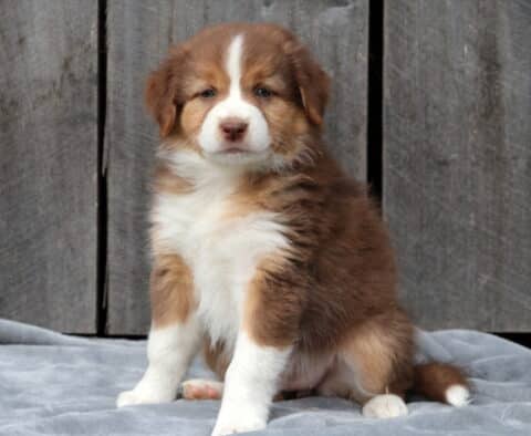 Fluffy red tri Australian Shepherd puppy sitting on a gray blanket in front of a wooden wall, showing a reddish-brown coat with tan markings and a white blaze on its face.