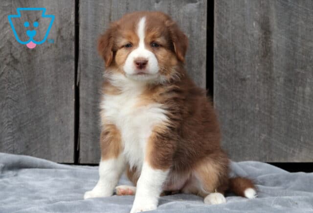 Fluffy red tri Australian Shepherd puppy sitting on a gray blanket in front of a wooden wall, showing a reddish-brown coat with tan markings and a white blaze on its face. image