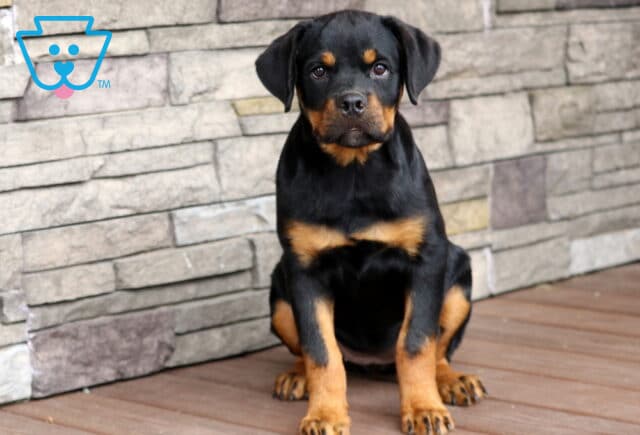 Strong and alert Rottweiler puppy with a sleek black coat and rich tan markings sitting on a wooden deck in front of a stone wall, gazing confidently at the camera. image