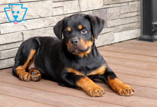 Handsome Rottweiler puppy with a shiny black coat and rich tan markings lying down on a wooden deck, tilting its head slightly with a calm and curious expression in front of a stone wall. image