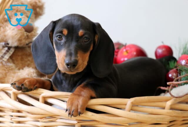 Banjo Mini Dachshund image
