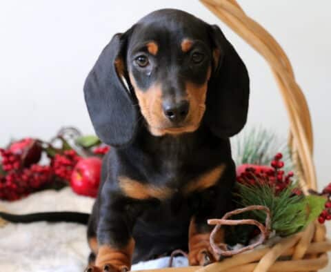 Banjo Mini Dachshund2 Banjo Mini Dachshund2