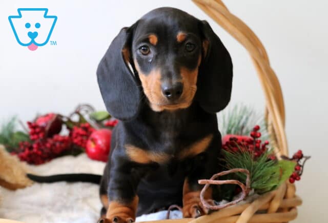 Banjo Mini Dachshund2 image