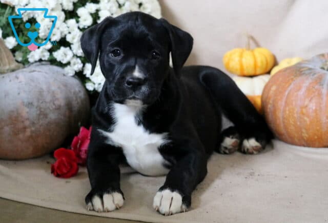 Bayla Boxador2 image