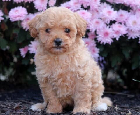Sweet apricot Shihpoo puppy with curly fur sitting on mulch in front of bright pink flowers, gazing softly at the camera with a gentle expression.