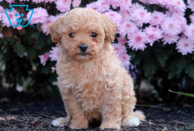 Sweet apricot Shihpoo puppy with curly fur sitting on mulch in front of bright pink flowers, gazing softly at the camera with a gentle expression. image