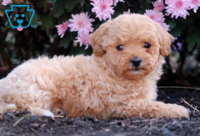 Adorable apricot Shihpoo puppy lying on the ground in front of pink flowers, looking sweetly at the camera with soft, curly fur. image