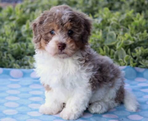 Fluffy Havapoo puppy with a soft brown, white, and tan coat sitting on a blue polka-dot blanket outdoors, gazing sweetly at the camera with greenery in the background.
