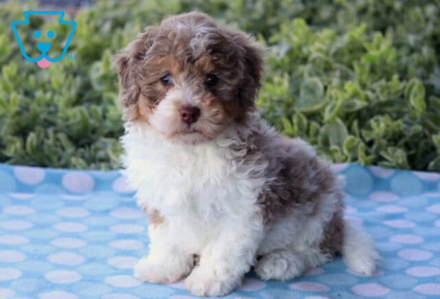 Fluffy Havapoo puppy with a soft brown, white, and tan coat sitting on a blue polka-dot blanket outdoors, gazing sweetly at the camera with greenery in the background. image