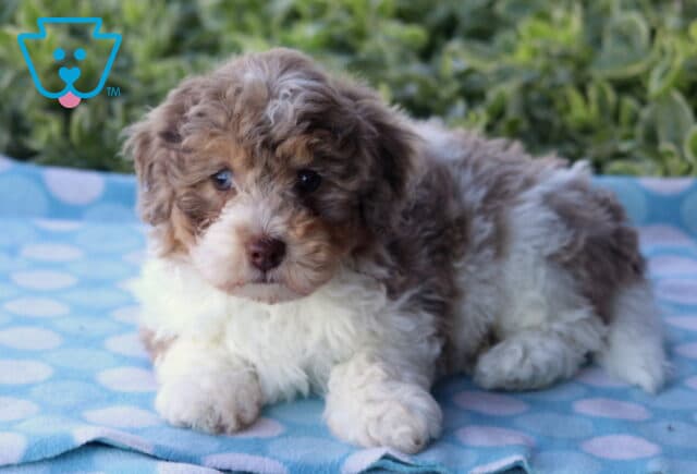 Curly-coated Havapoo puppy with a soft brown, white, and tan coat lying on a light blue polka-dot blanket outdoors, looking up sweetly with greenery in the background. image