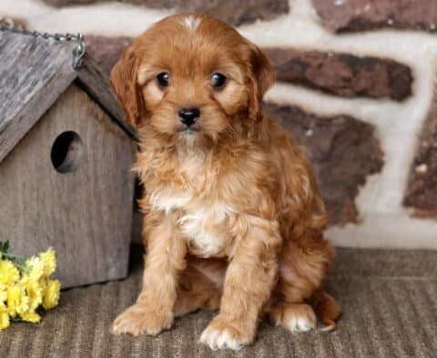 Becca Cavapoo