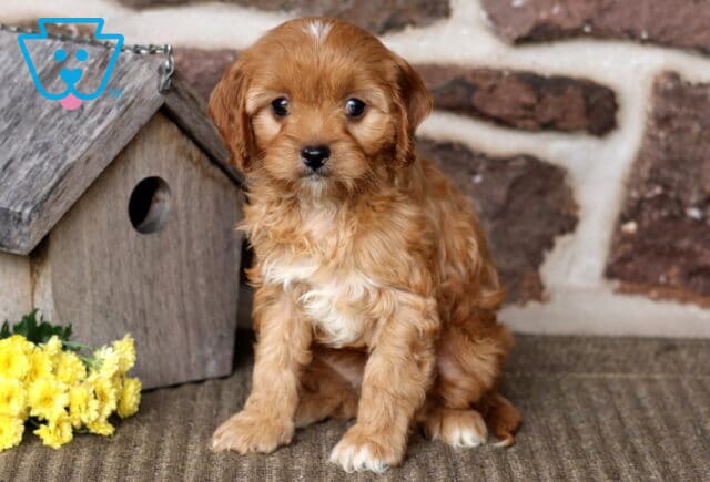 Becca Cavapoo image