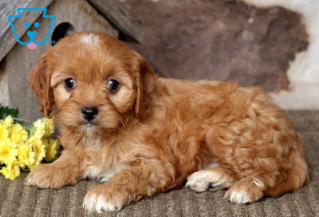 Becca Cavapoo2 image