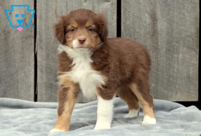 Cute red tri Australian Shepherd puppy standing alert on a gray blanket in front of a wooden wall, showing a rich reddish-brown coat with tan points and a white chest and front paws. image
