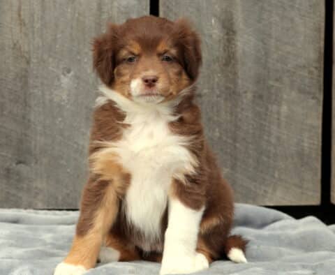 Sweet red tri Australian Shepherd puppy sitting on a gray blanket with a rustic wooden backdrop, showing a soft reddish-brown coat with tan markings, white chest, and white front paws.