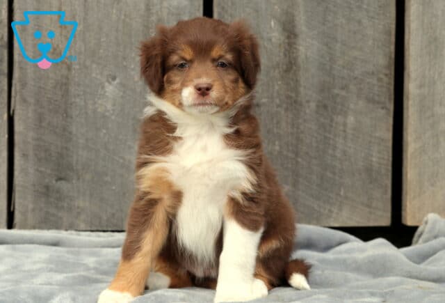 Sweet red tri Australian Shepherd puppy sitting on a gray blanket with a rustic wooden backdrop, showing a soft reddish-brown coat with tan markings, white chest, and white front paws. image