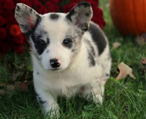 Bee Corgi