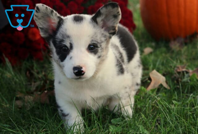 Bee Corgi image