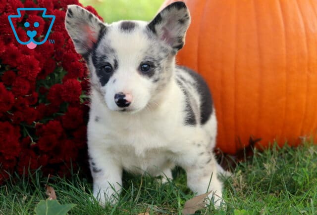 Bee Corgi2 image