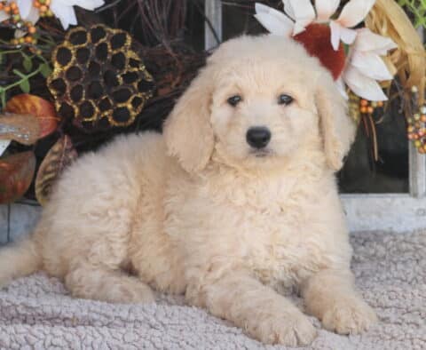 Bee Goldendoodle