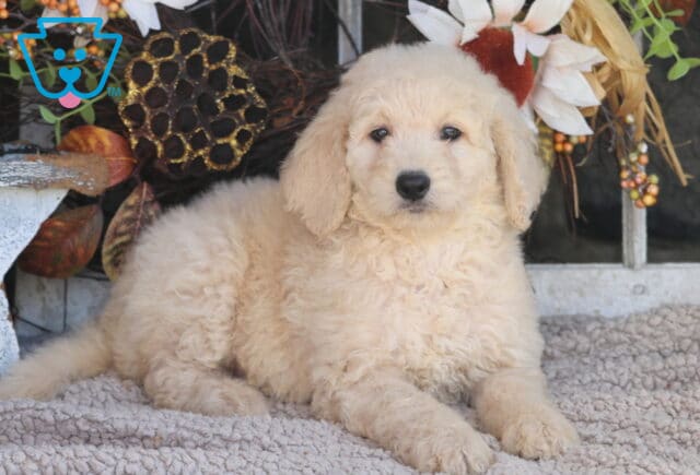 Bee Goldendoodle image