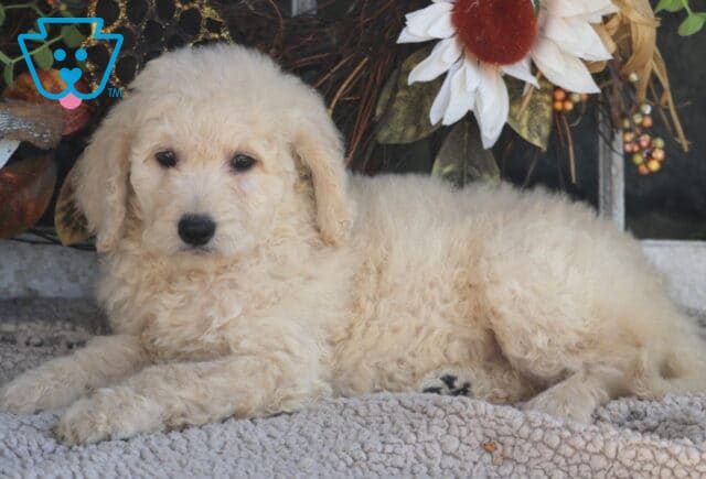Bee Goldendoodle2 image