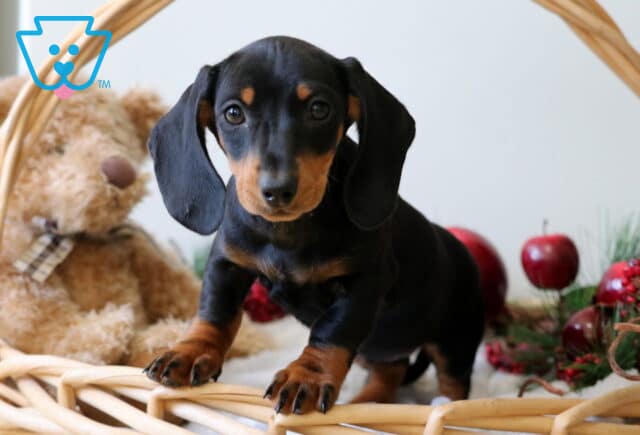 Bee Mini Dachshund image