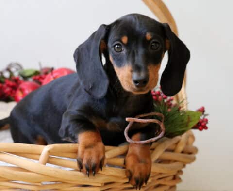 Bee Mini Dachshund2 Bee Mini Dachshund2