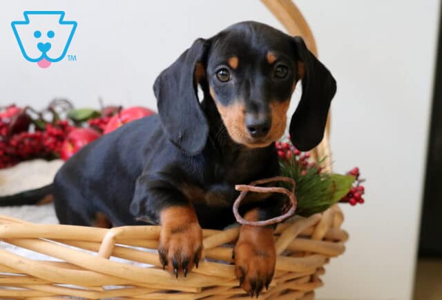 Bee Mini Dachshund2 image