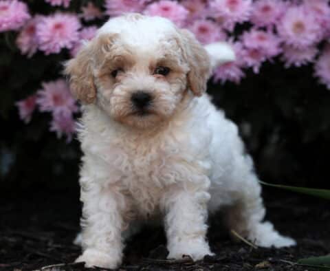 Fluffy cream and apricot Shihpoo puppy standing on mulch with its tail up, surrounded by pink flowers, looking sweetly at the camera.