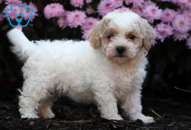 Curly white and apricot Shihpoo puppy standing alert on dark mulch with its tail up, posing in front of blooming pink flowers. image