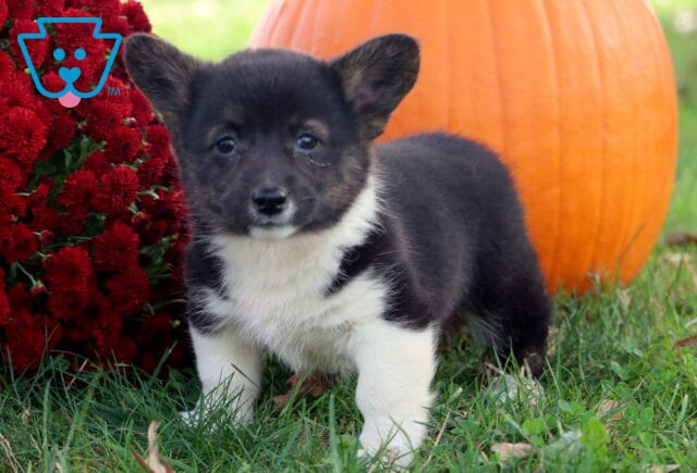 Bell Corgi image