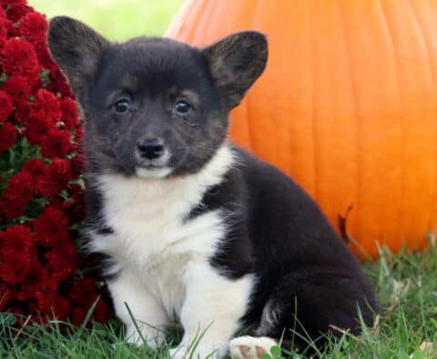 Bell Corgi2