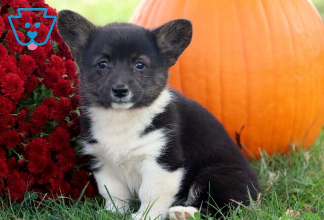 Bell Corgi2 image