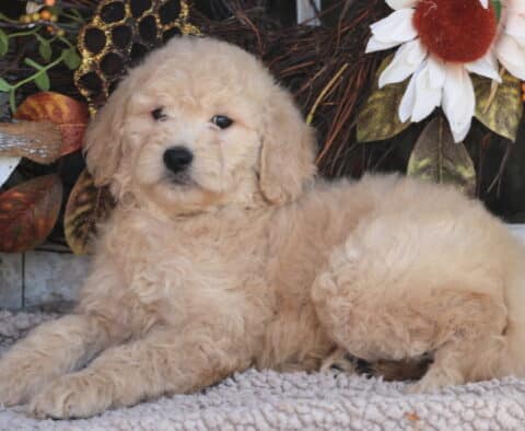 Bell Goldendoodle