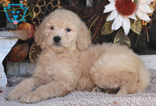 Bell Goldendoodle image