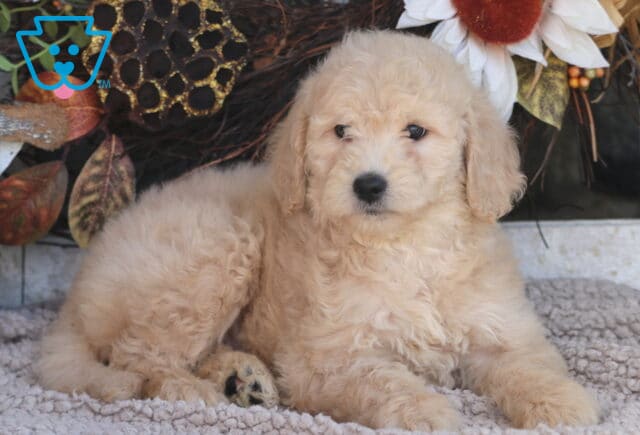 Bell Goldendoodle2 image