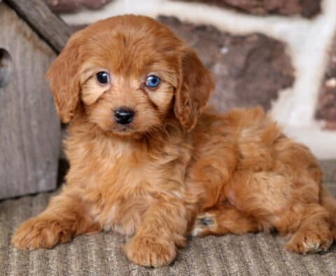 Belle Cavapoo