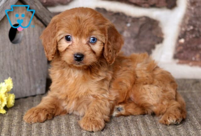Belle Cavapoo image