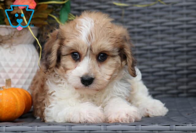 Sweet Cavachon puppy with soft tan and white fur lying down on a wicker chair, gazing forward with big round eyes beside a pumpkin. image