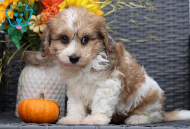Adorable Cavachon puppy with fluffy tan and white coat sitting on a wicker chair, looking curious with big round eyes beside a small pumpkin. image