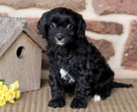 Benny Cavapoo