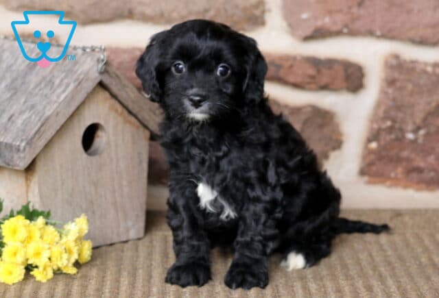 Benny Cavapoo image
